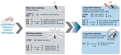 Revisiting Preclinical Observations of Several Histamine H3 Receptor Antagonists/Inverse Agonists in Cognitive Impairment, Anxiety, Depression, and Sleep–Wake Cycle Disorder